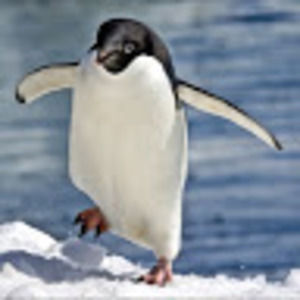 Meet your Posher, Silverwolf